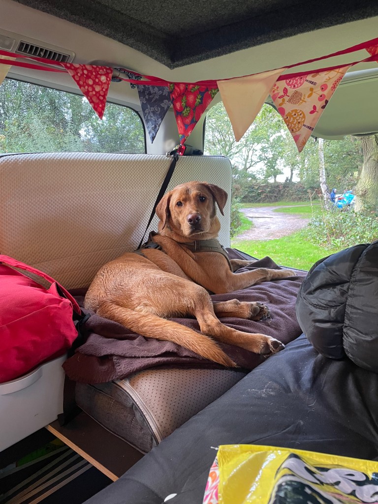 Fox red Labrador reclining on the back seat of a small camper van with the tailgate open behind him to reveal a woodland scent