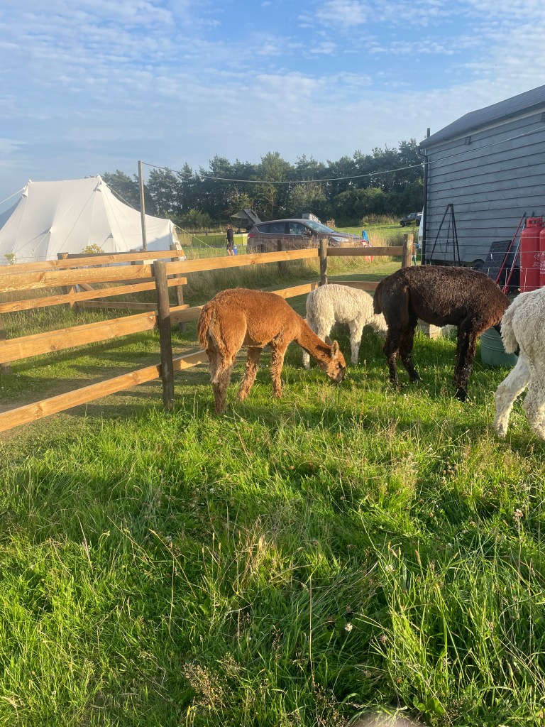 A group of alpacas at Two Jays Farm Camping