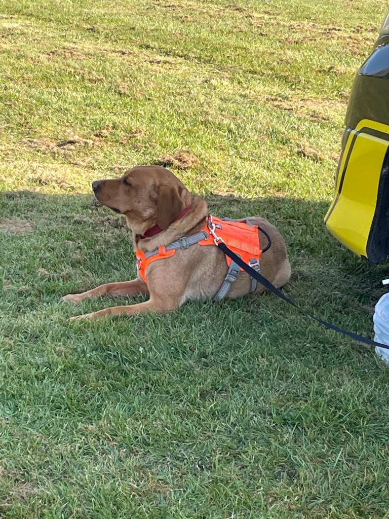 A fox red Labrador relaxes in the shade of a campervan